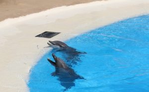 Spanien-Teneriffa-Urlaub-Loro-Park