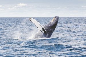 Whale Watching Reise Urlaub